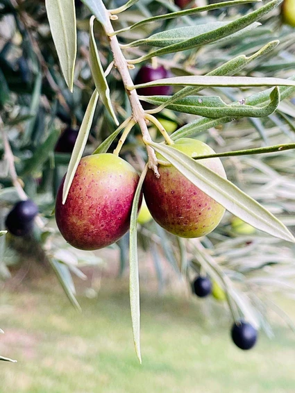 AperivOLIO: Degustazione tra gli Ulivi del Garda con cicchetti veneti gourmet 12